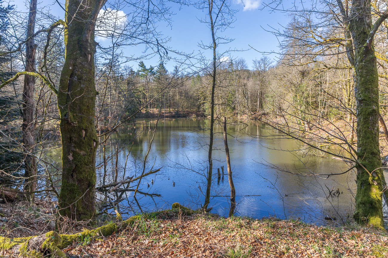 Am Kloppbrucher Weiher