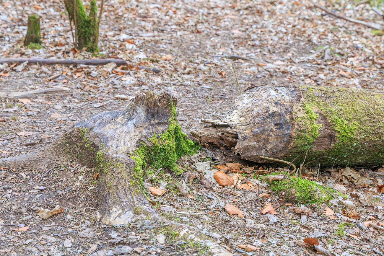 Hier war wohl (vor langer Zeit) ein Biber am Werk