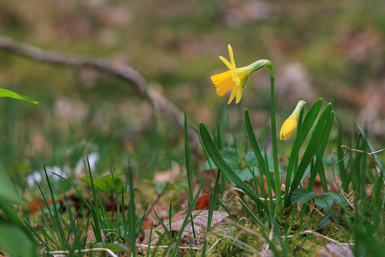 Kleine Narzisse [Narcissus minor]