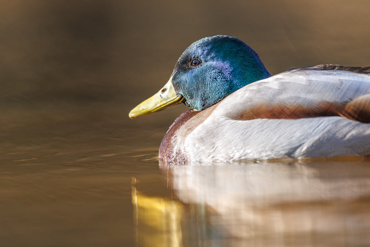 Stockente [Anas platyrhynchos] ♂