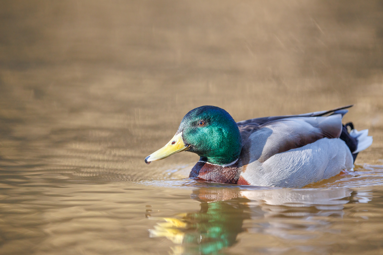 Stockente [Anas platyrhynchos] ♂