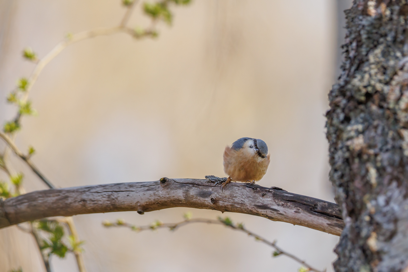 Kleiber [Sitta europaea]