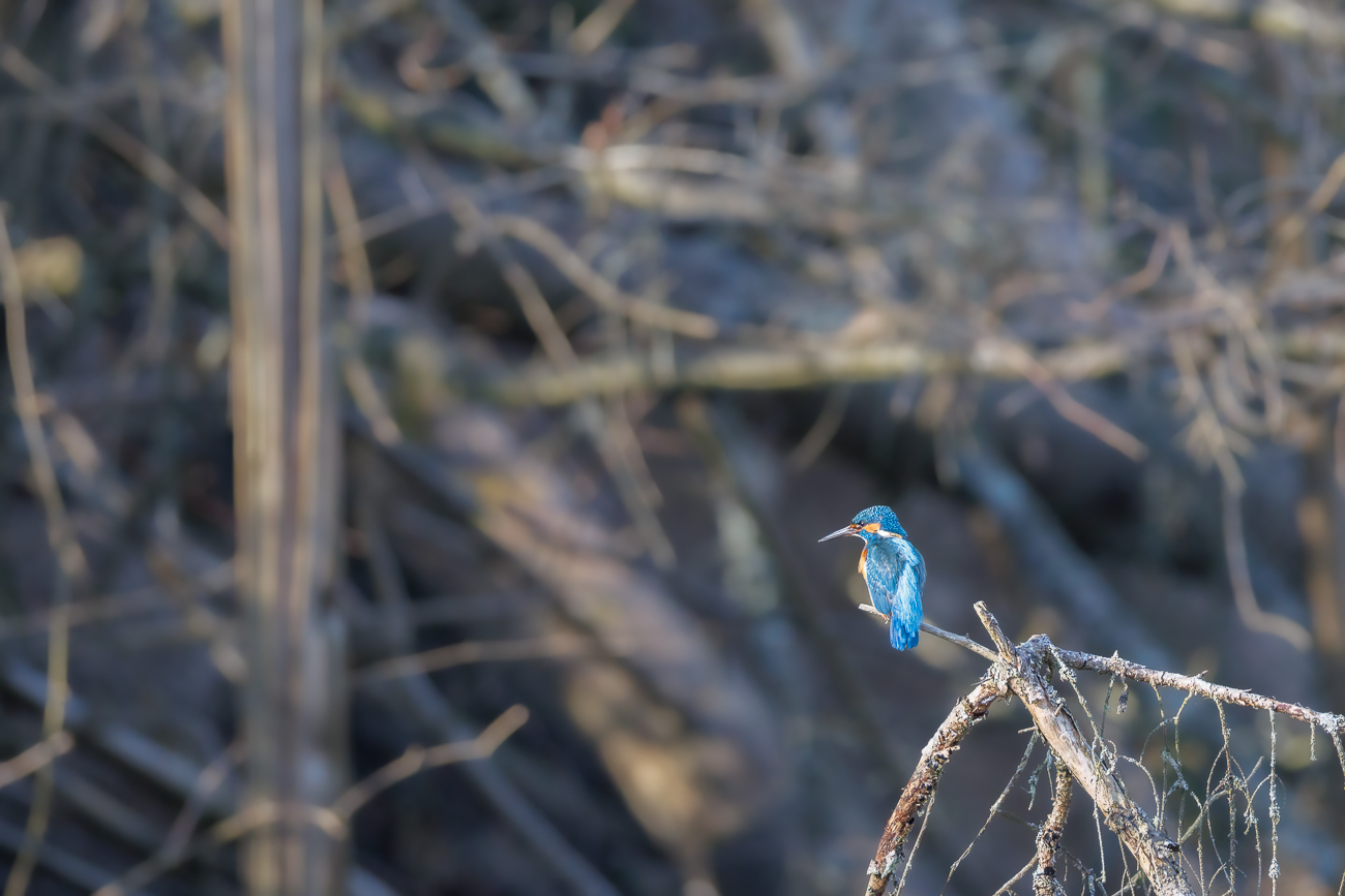 Eisvogel [Alcedo atthis] ♂