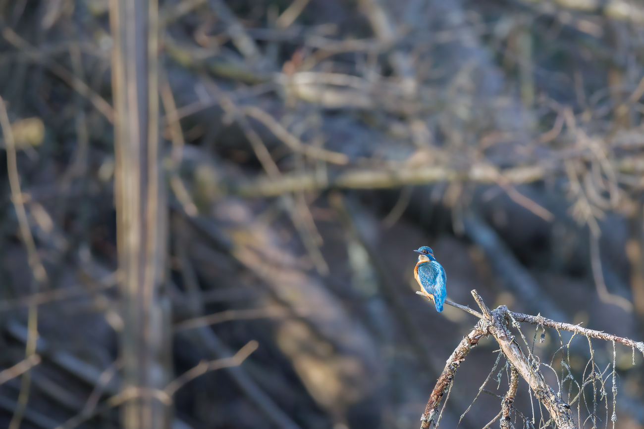 Eisvogel [Alcedo atthis] ♂