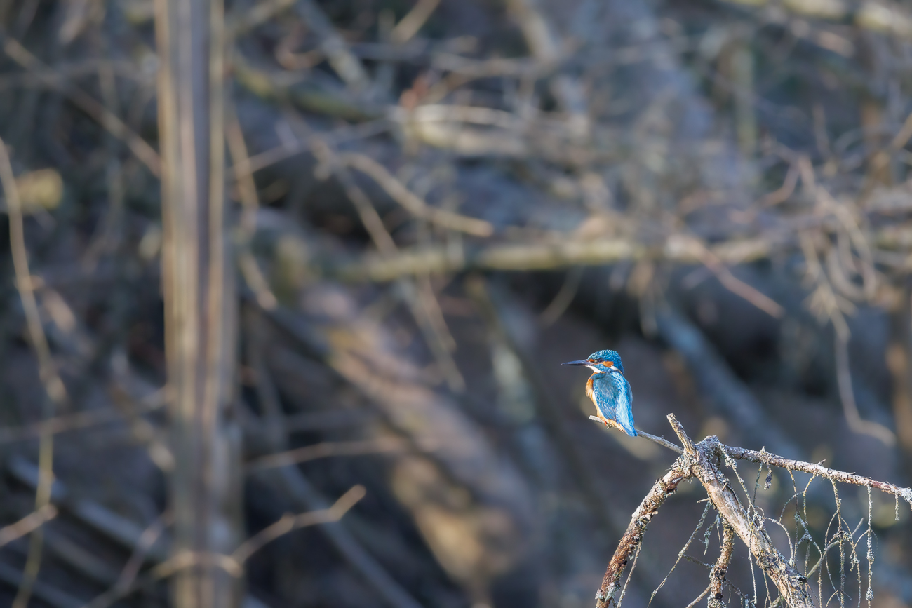 Eisvogel [Alcedo atthis] ♂