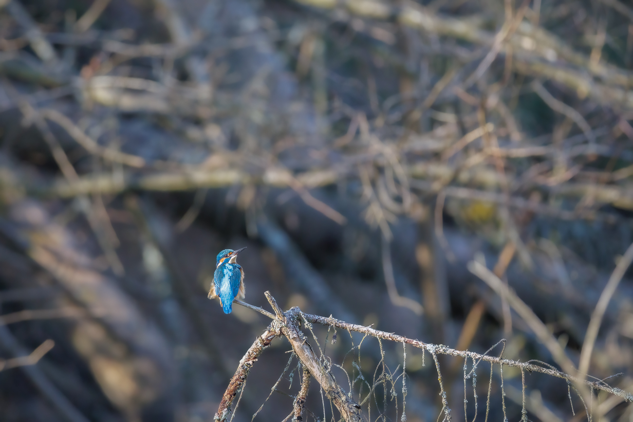 Eisvogel [Alcedo atthis] ♂