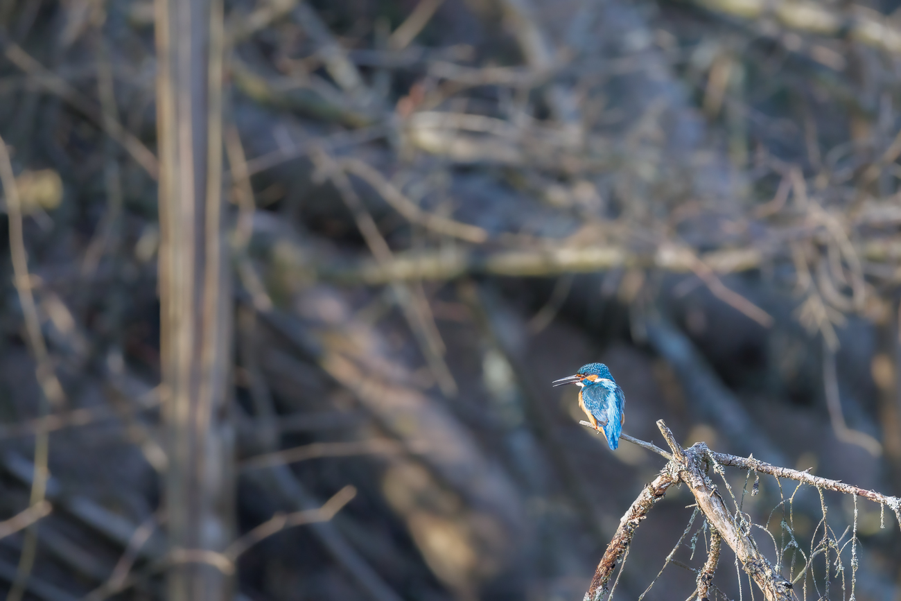 Eisvogel [Alcedo atthis] ♂