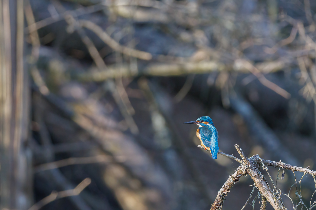 Eisvogel [Alcedo atthis] ♂