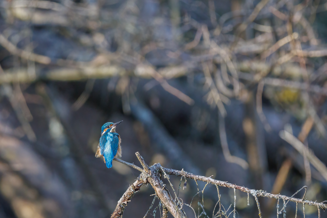 Eisvogel [Alcedo atthis] ♂