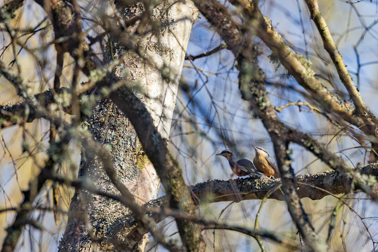 Kleiber [Sitta europaea] ♂ ♀