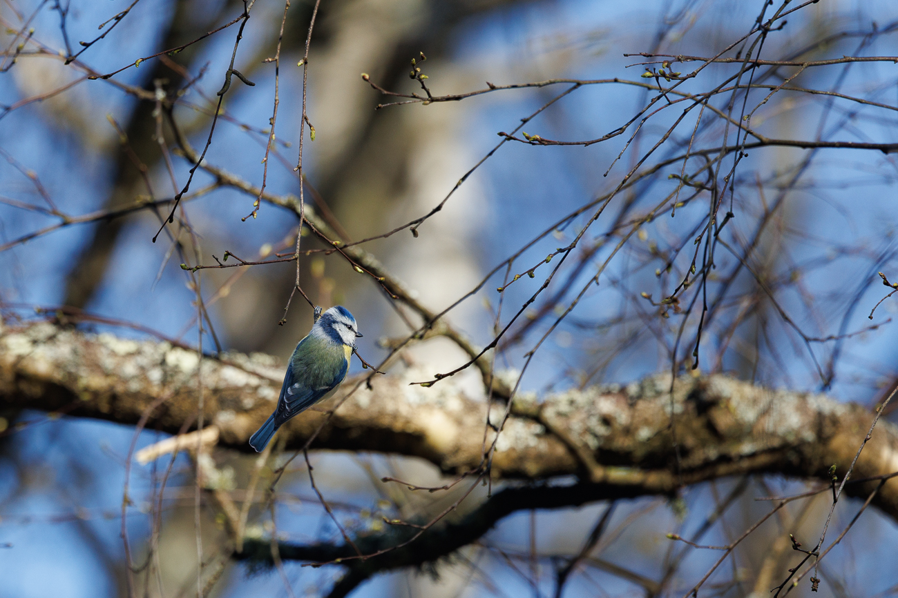 Blaumeise [Cyanistes caeruleus]