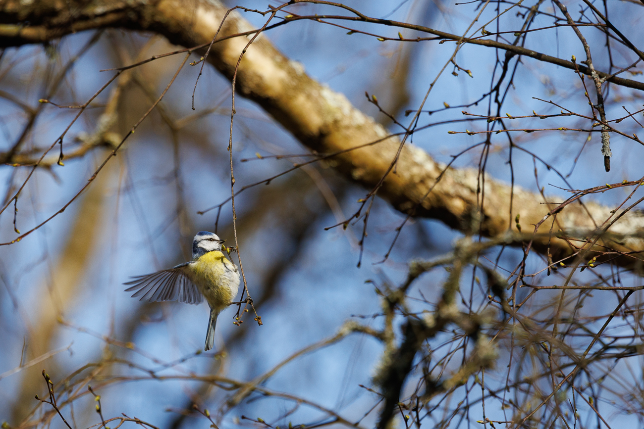 Blaumeise [Cyanistes caeruleus]