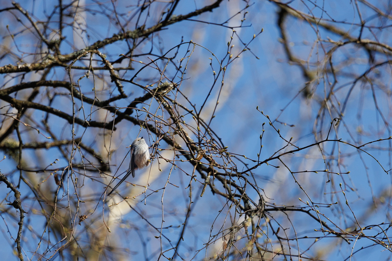 Schwanzmeise [Aegithalos caudatus]