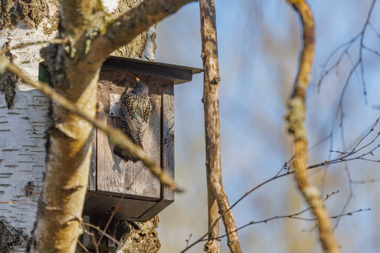 Star [Sturnus vulgaris] an einem Nistkasten