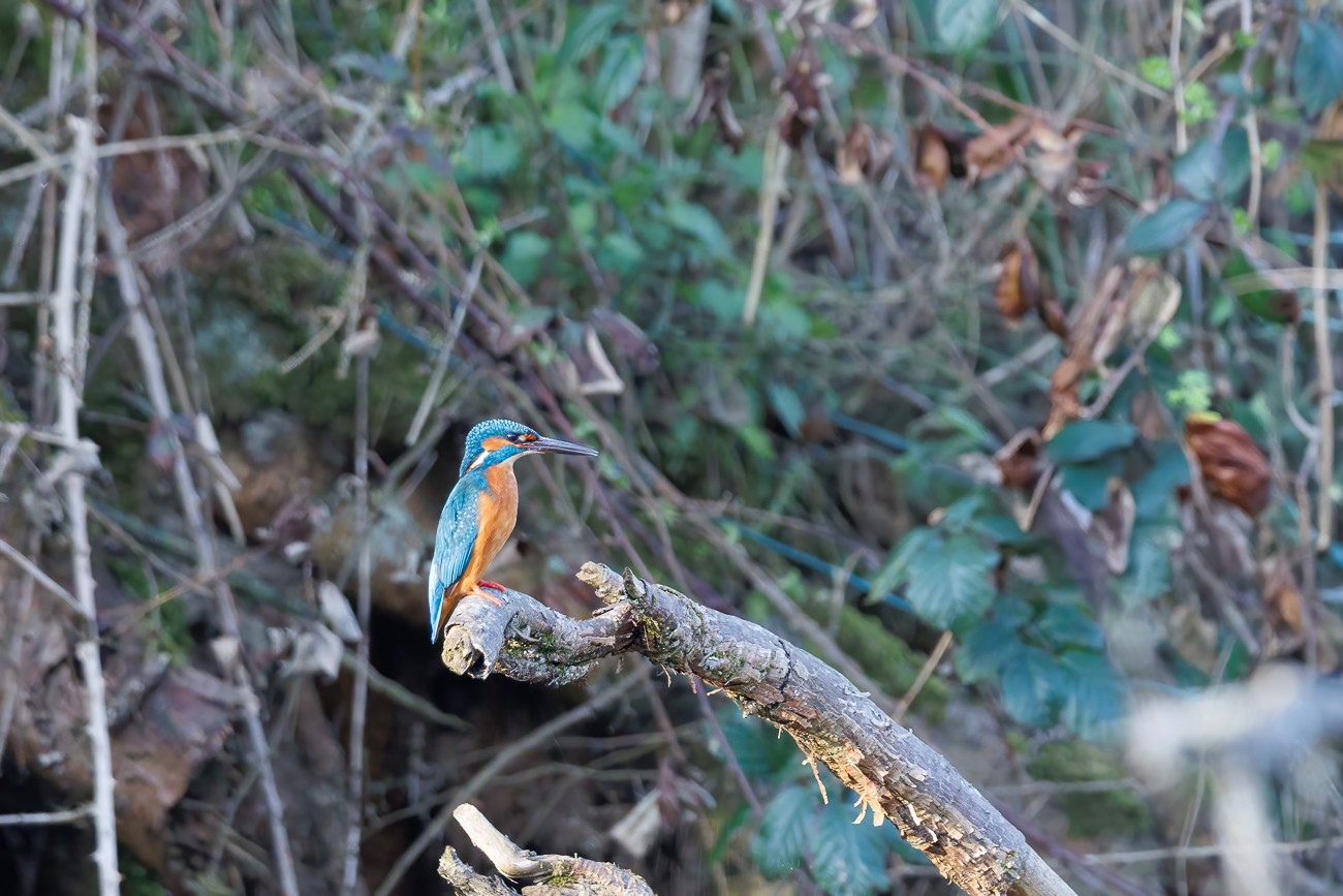 Eisvogel [Alcedo atthis] ♂