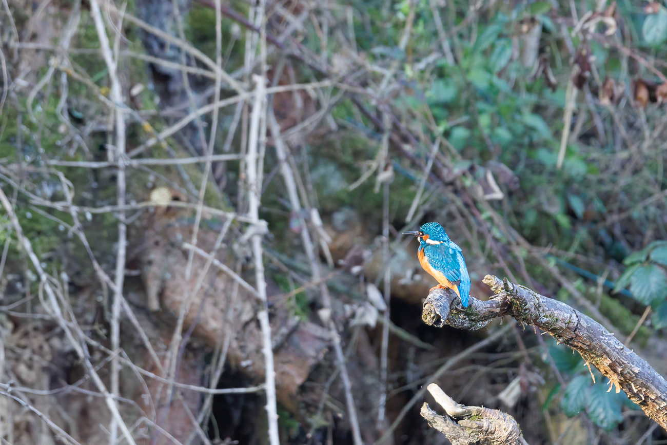 Eisvogel [Alcedo atthis] ♂