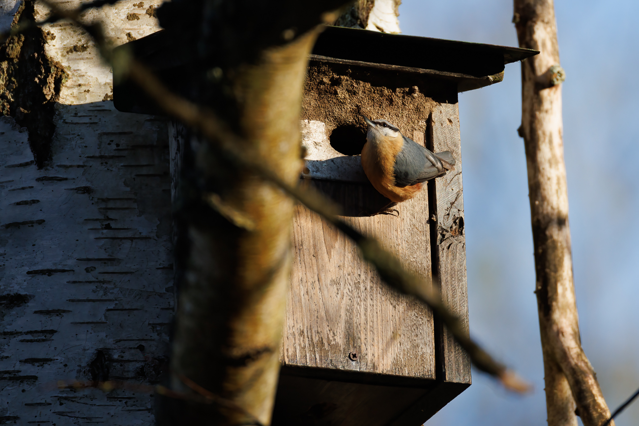 Kleiber [Sitta europaea] am Nistkasten