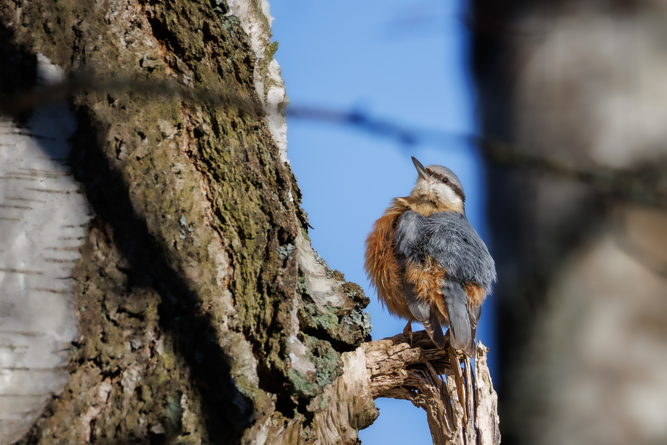 Kleiber [Sitta europaea]