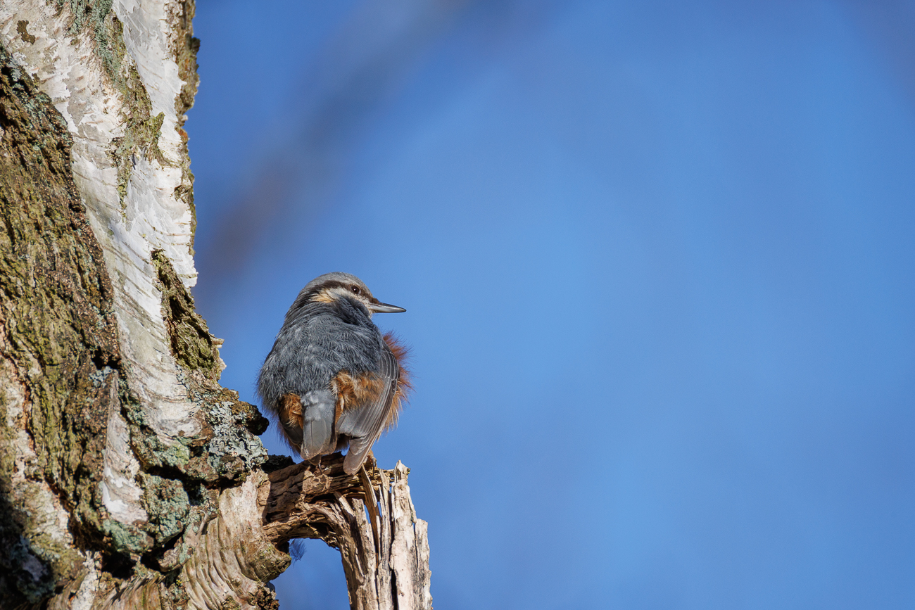 Kleiber [Sitta europaea]