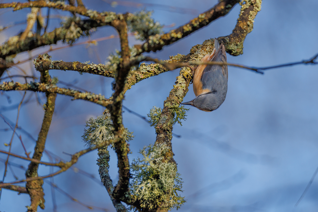 Kleiber [Sitta europaea]