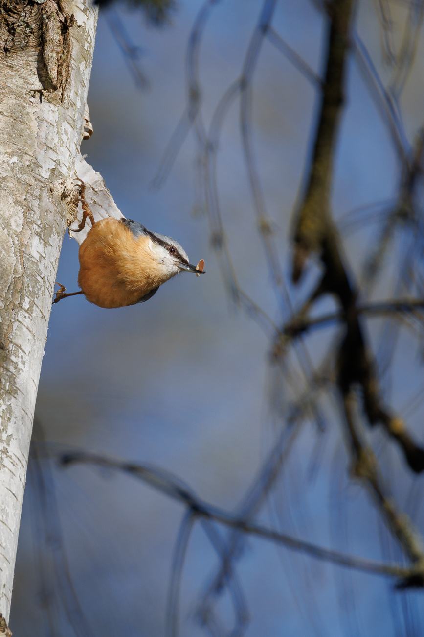 Kleiber [Sitta europaea]