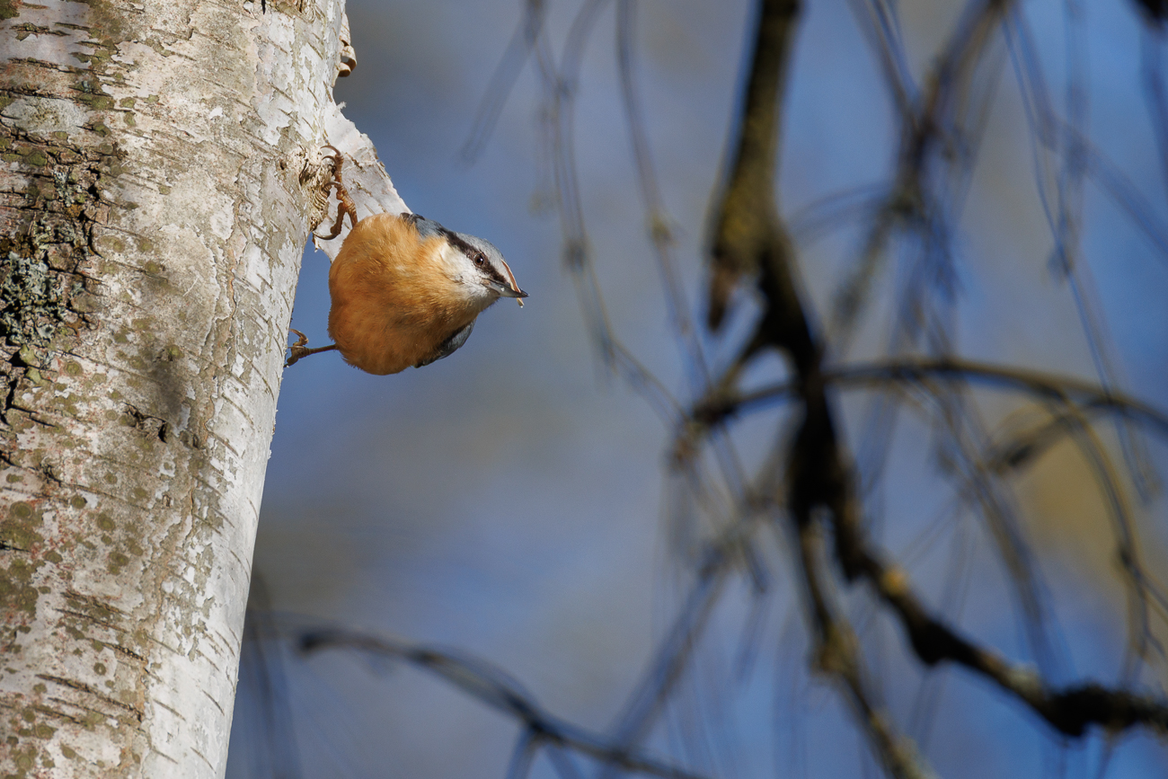 Kleiber [Sitta europaea]