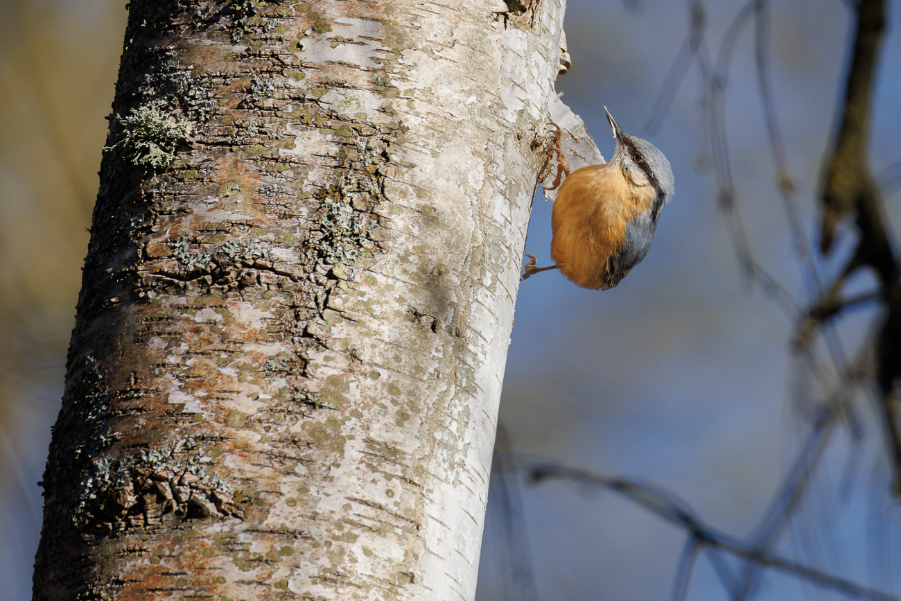 Kleiber [Sitta europaea]