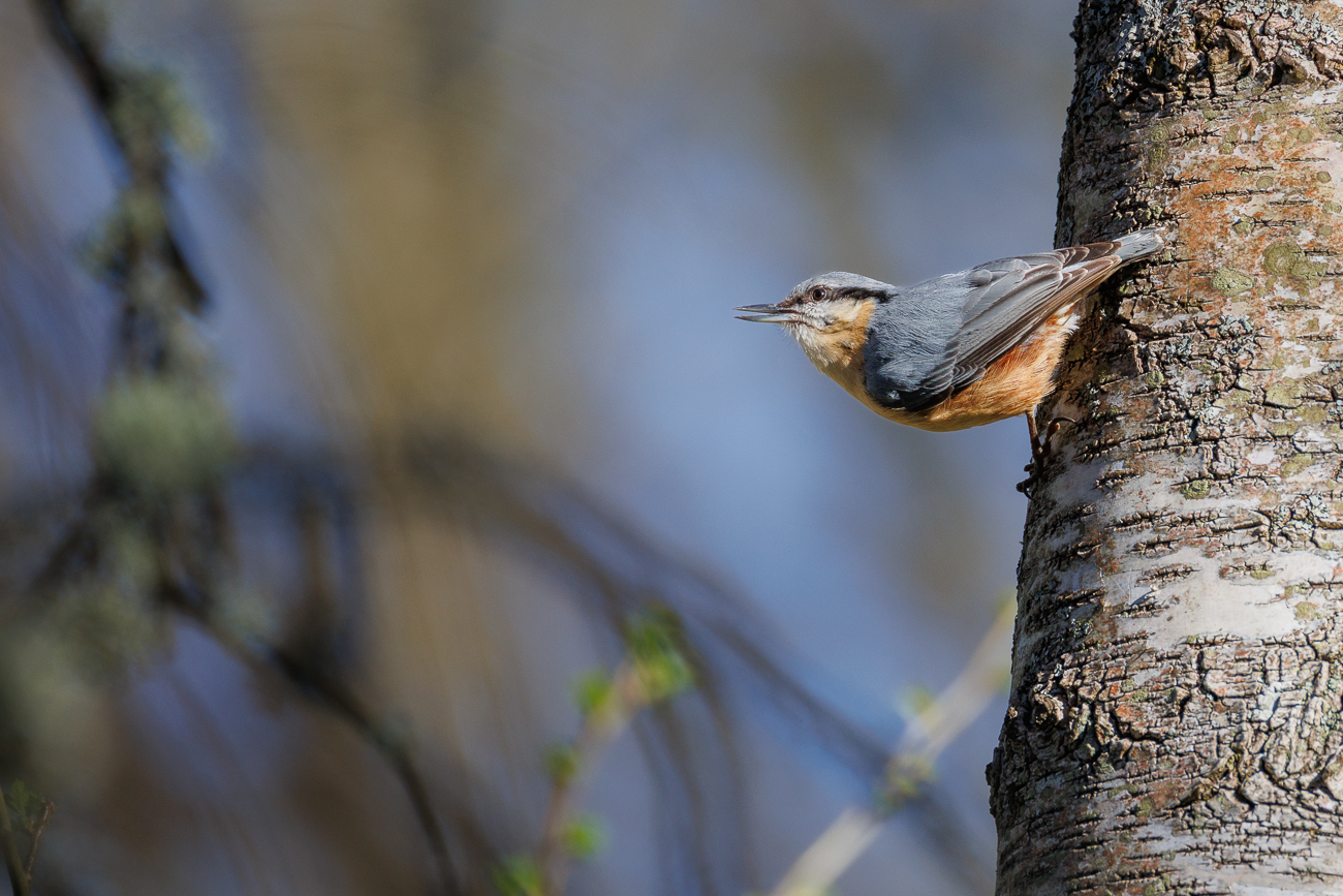 Kleiber [Sitta europaea]