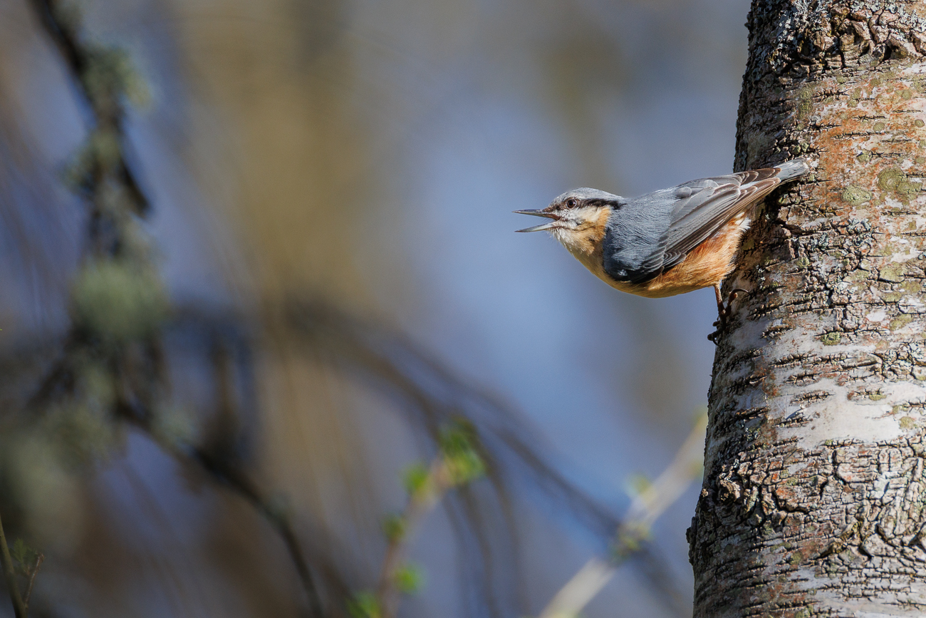 Kleiber [Sitta europaea]