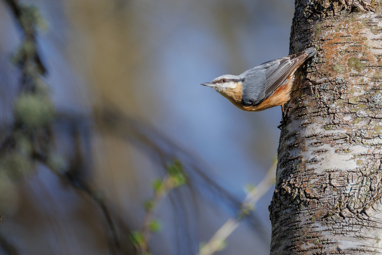 Kleiber [Sitta europaea]