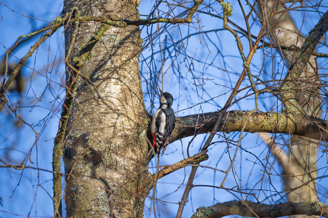 Buntspecht [Dendrocopos major] ♀