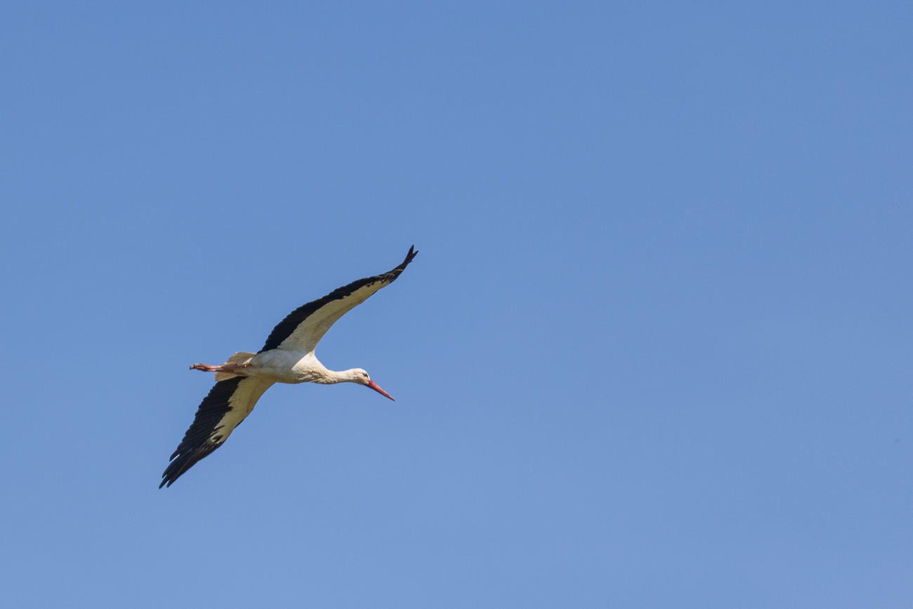 Meister Adebar im Überflug