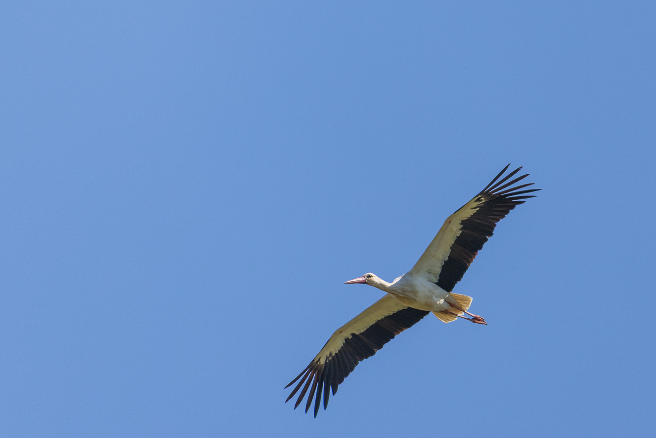 Meister Adebar im Überflug