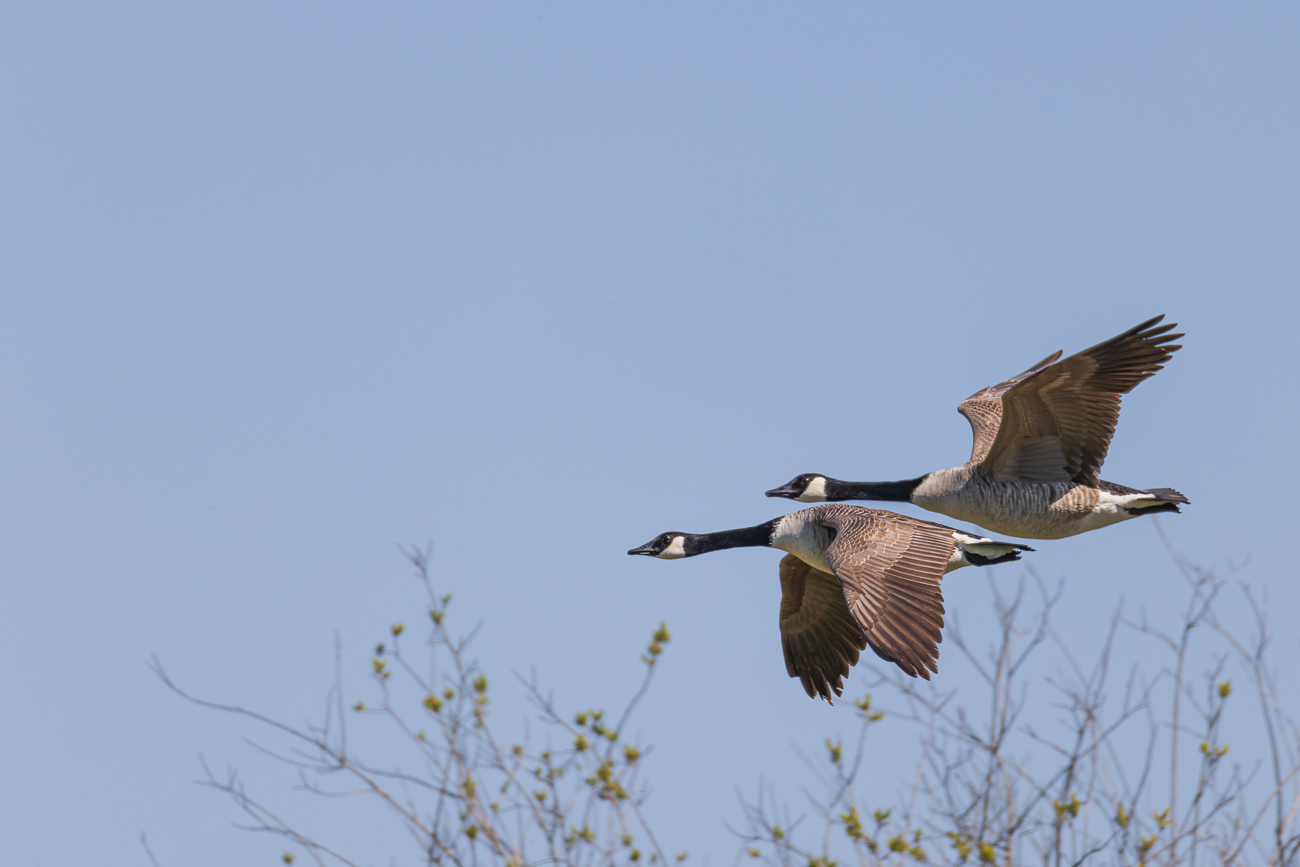 Kanadagänse fliegen vorbei