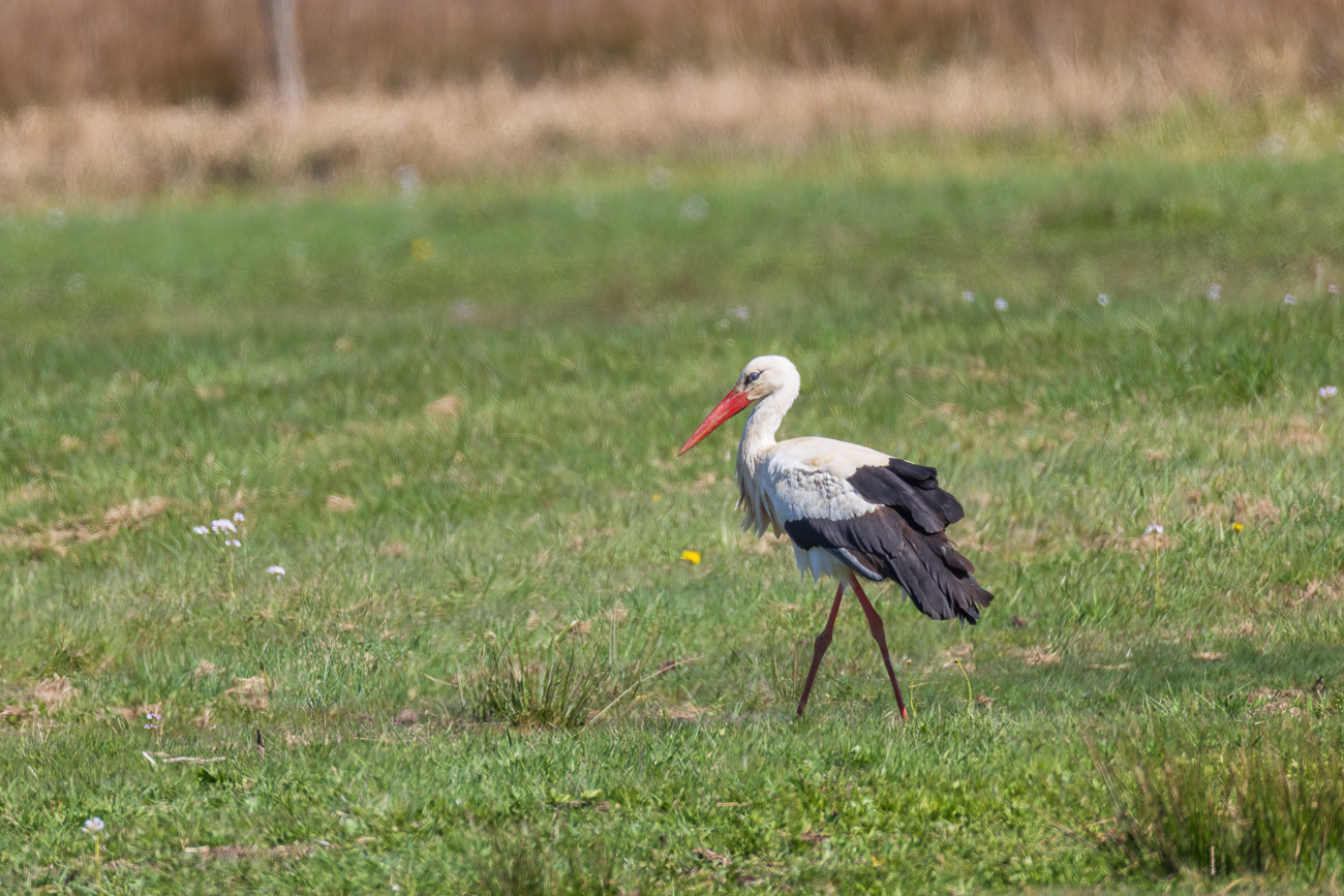 Weißstorch auf Futtersuche