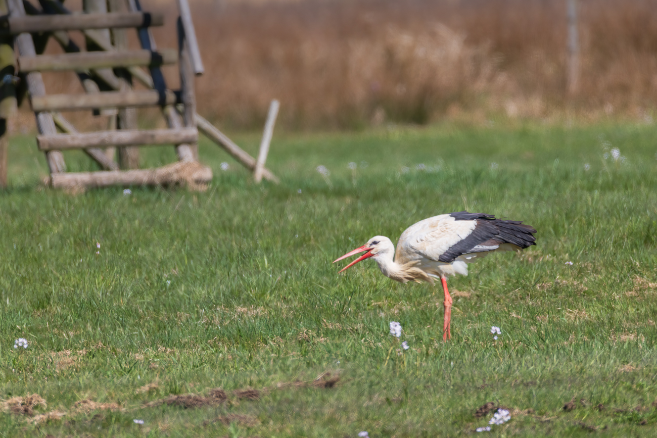 Weißstorch auf Futtersuche