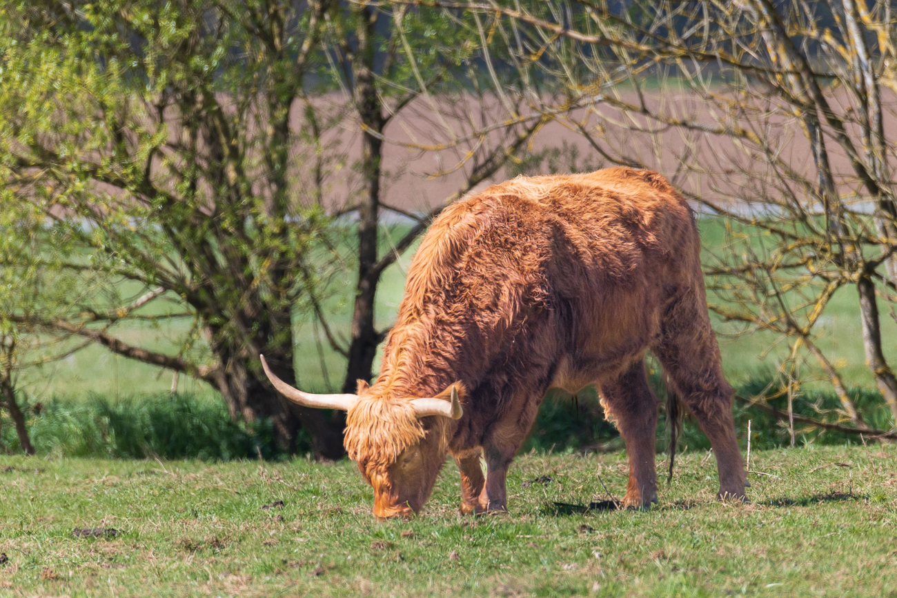 Schottisches Hochlandrind