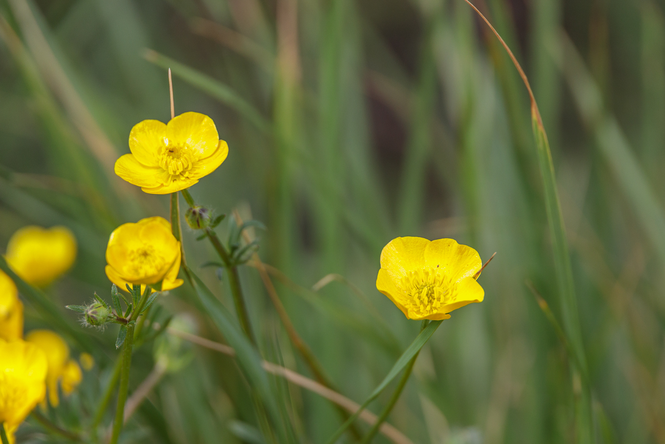 Butterblume [Ranunculus macrophyllus]