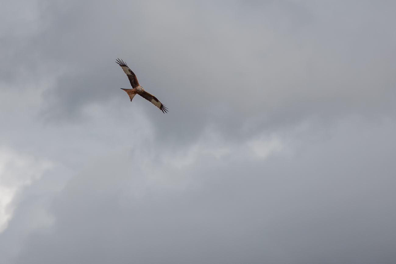 Rotmilan [Milvus milvus]