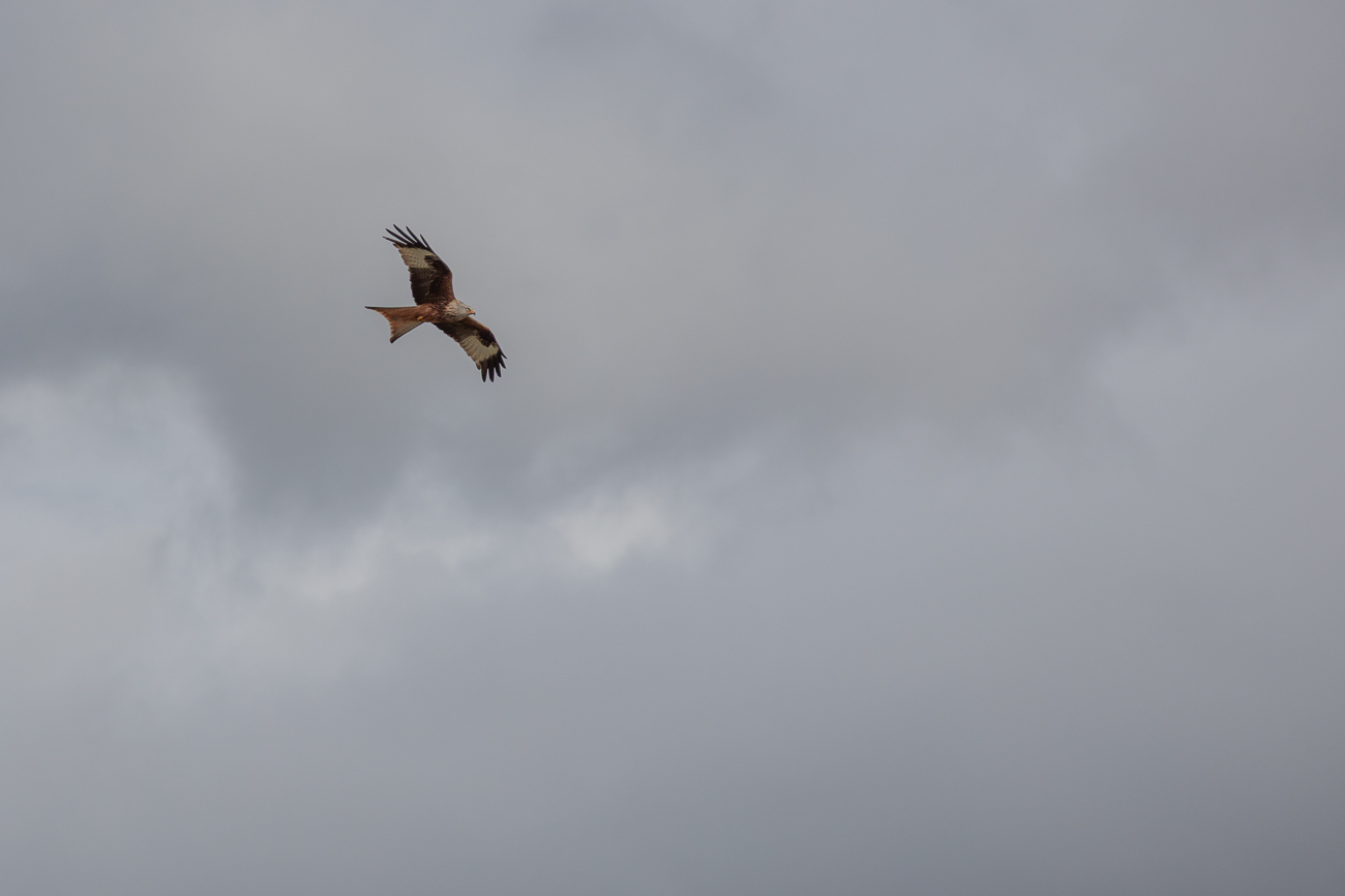 Rotmilan [Milvus milvus]