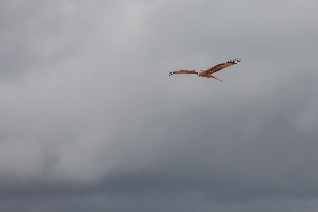 Rotmilan [Milvus milvus]