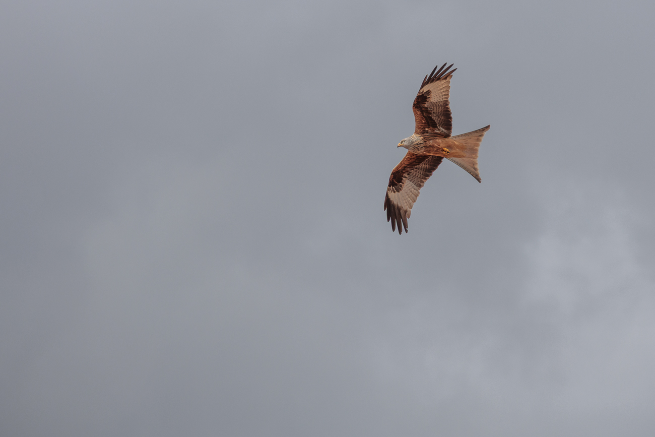 Rotmilan [Milvus milvus]