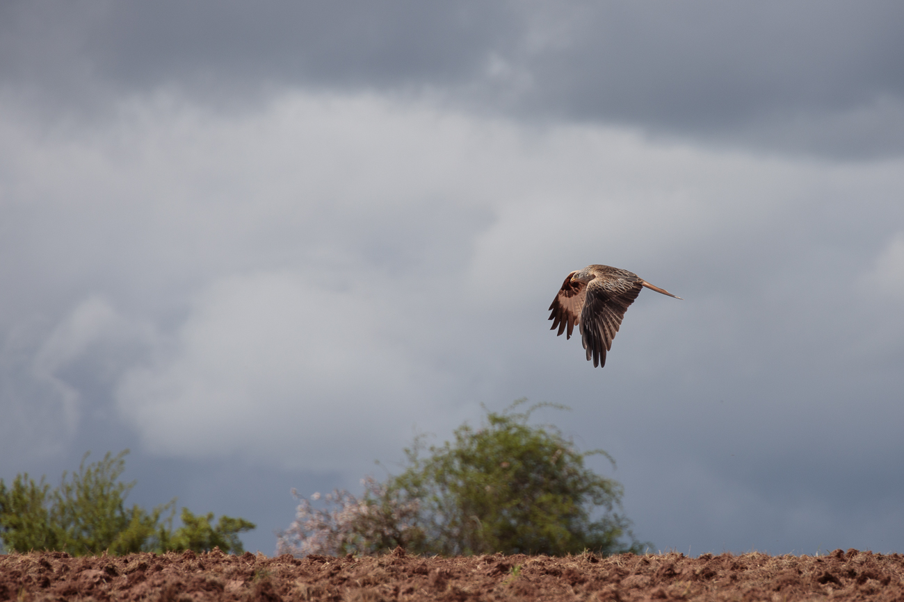 Rotmilan [Milvus milvus]