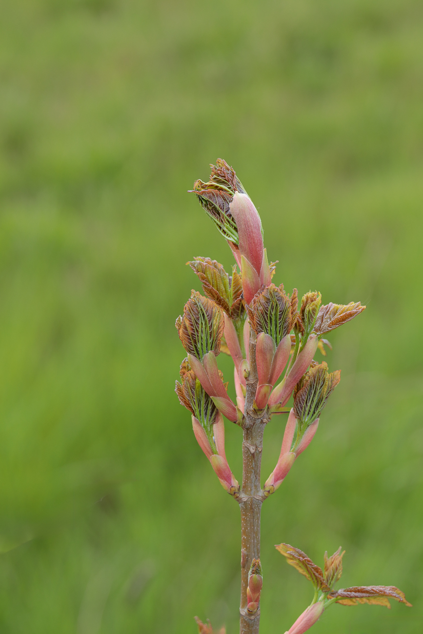 Junger Berg-Ahorn [Acer pseudoplatanus]