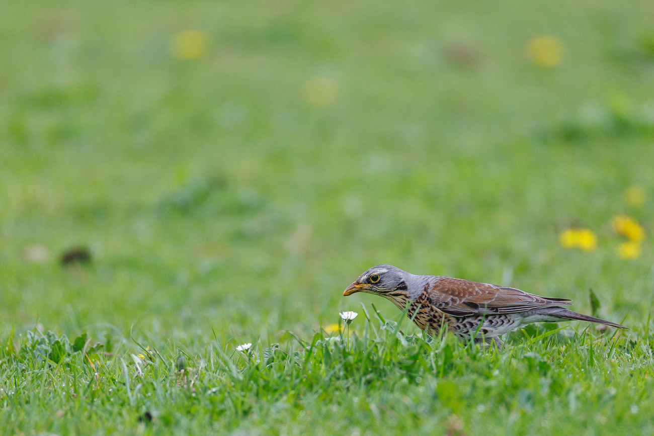 Wacholderdrossel [Turdus pilaris]