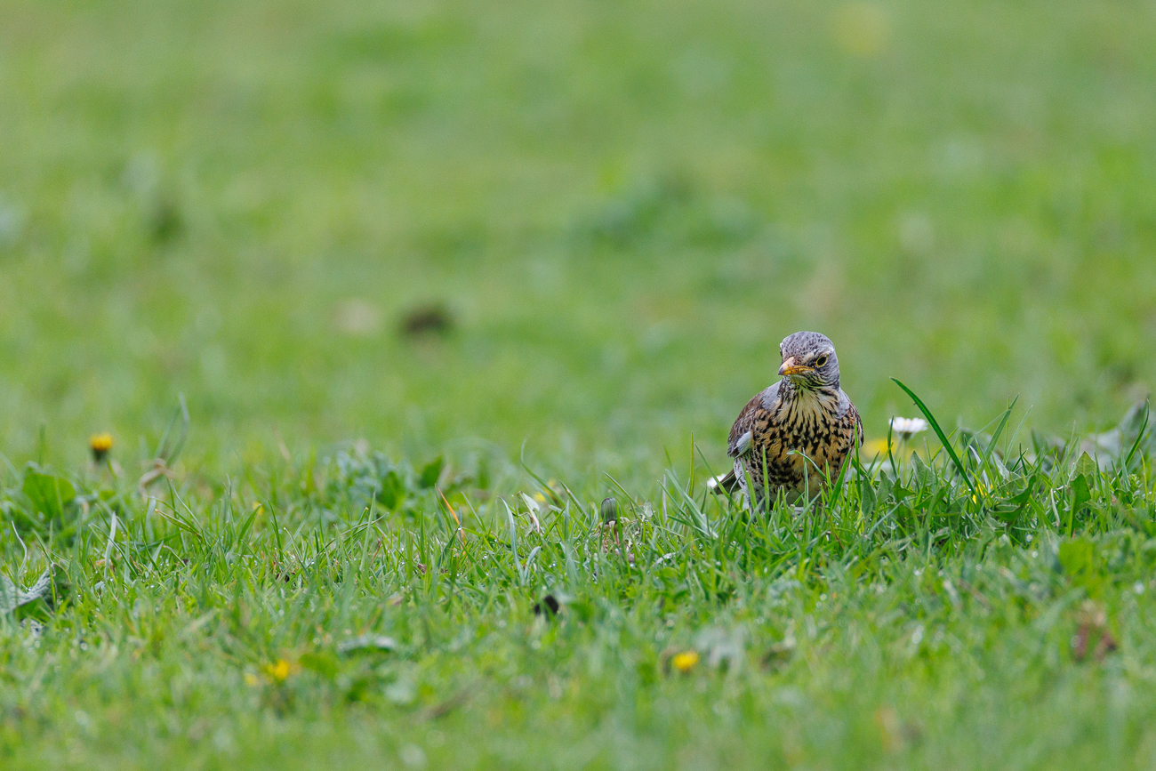 Wacholderdrossel [Turdus pilaris]