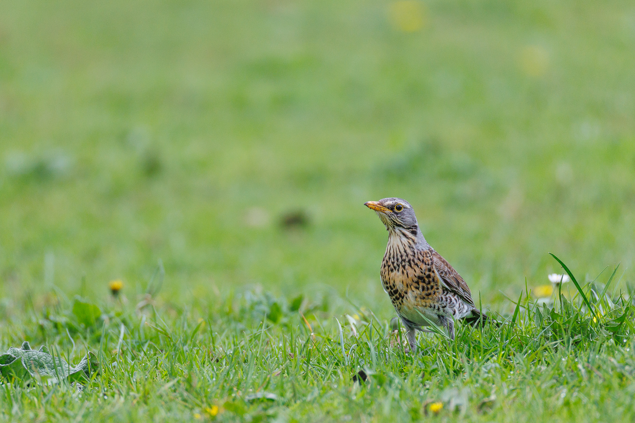 Wacholderdrossel [Turdus pilaris]