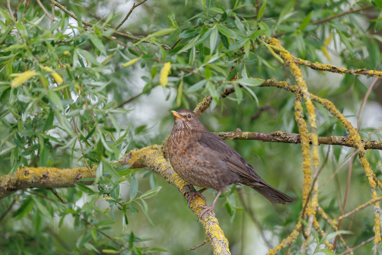 Amsel [Turdus merula] ♀