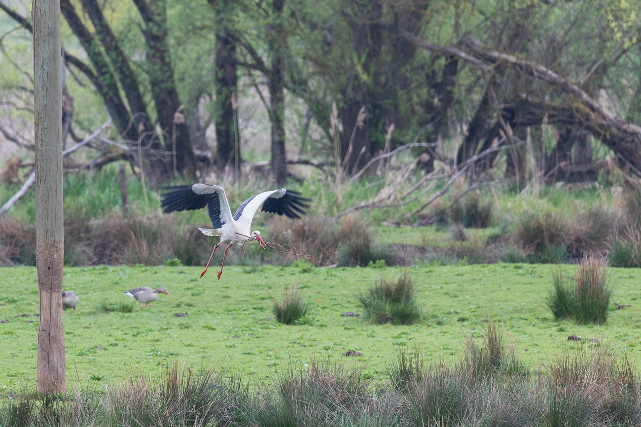 Weißstorch beim Sammeln von Nistmaterial
