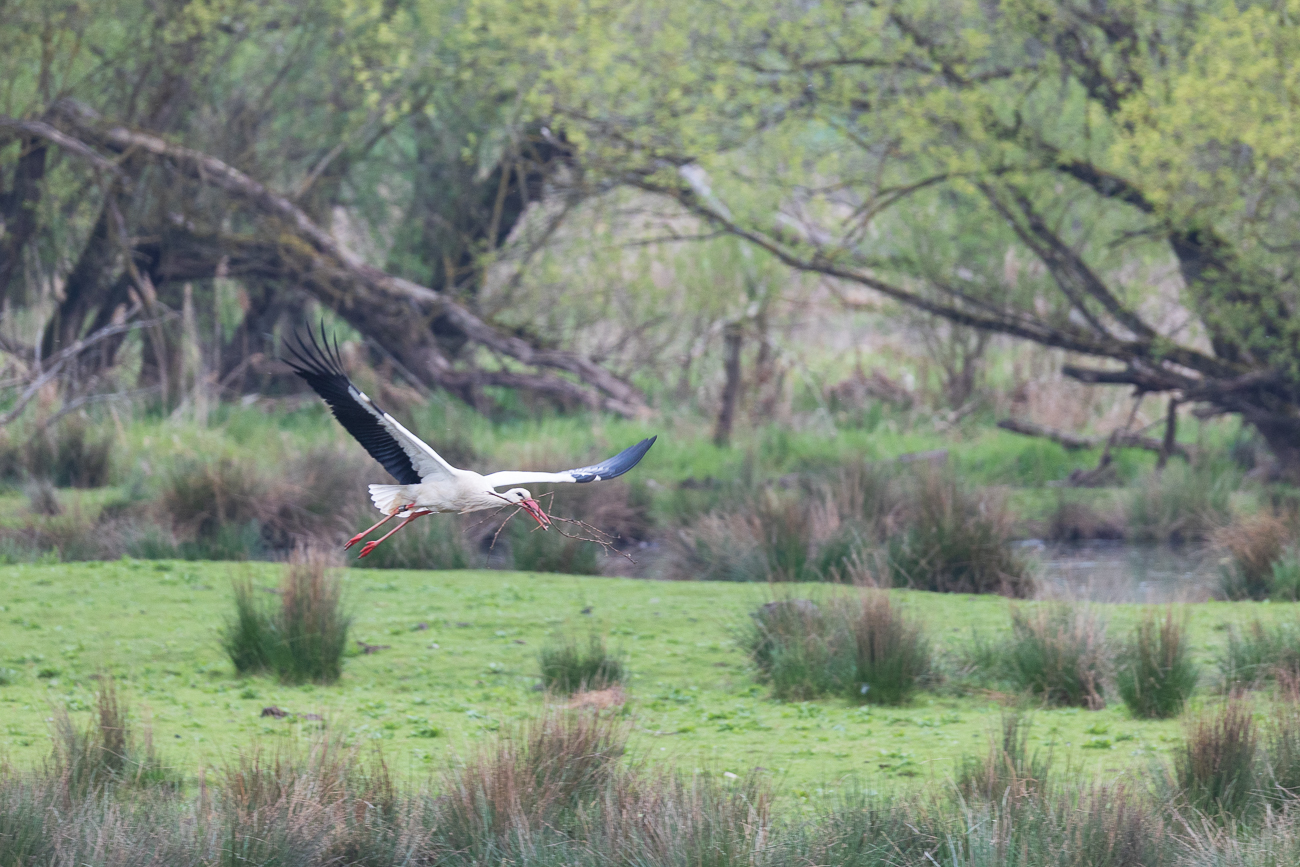 Hier bringt er die gesammelten Zweige ...